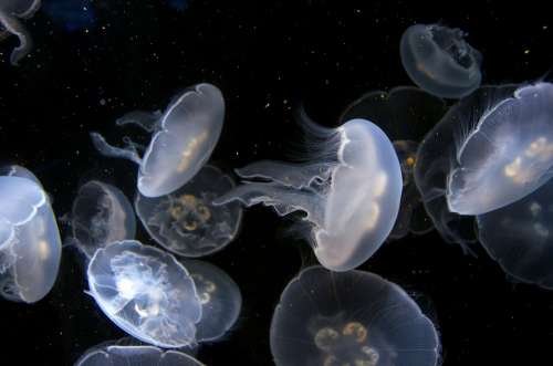 Jellyfish Aquarium Underwater Peaceful Sea Life