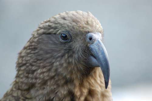 Kea Bird Portrait New Zealand Nature Face Beak