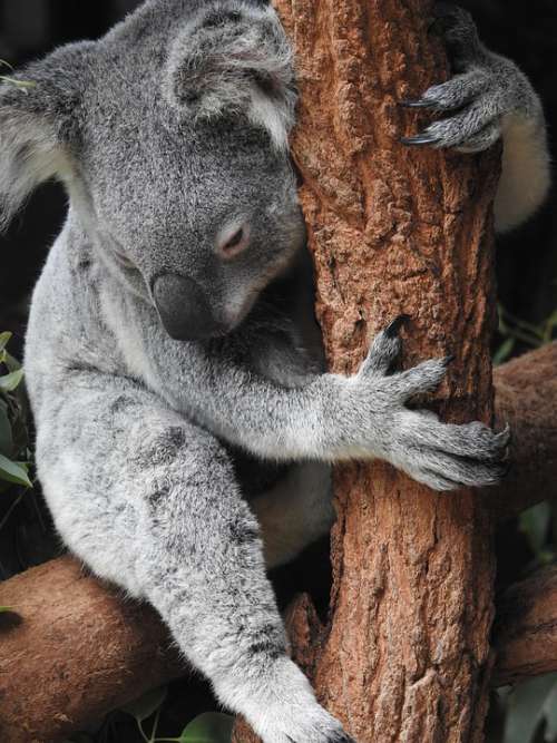 Koala Bear Koala Bear Australia Cute Animal Tree