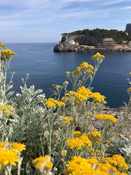 Landscape Sea Cliff Yellow Blue Flowers