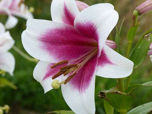 Lily Colors Garden Summer Pink White Green