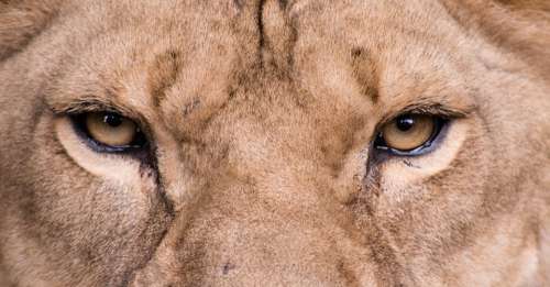 Lion Lioness Eyes Cat Predator Carnivores Safari