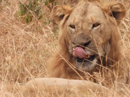 Lion Tanzania Safari Africa Animal Serengeti