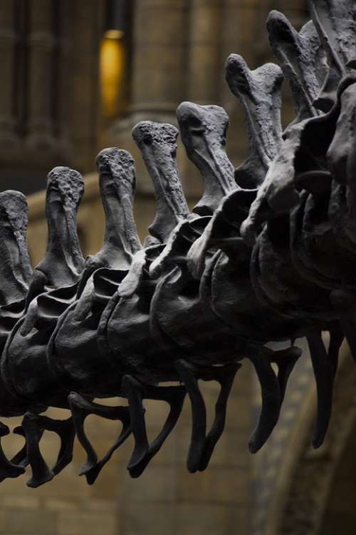 London Museum History Dinosaur