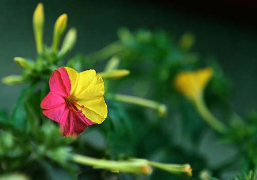 Macro Flower Turkey Balikesir Altinoluk