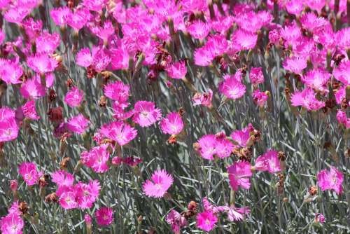 Magenta Pink Flowers Colorful Summer Nature