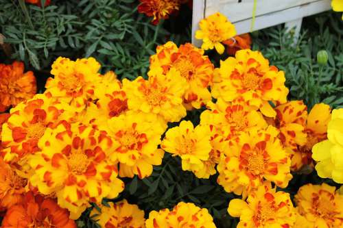 Marigold Flowers Garden Orange Summer Plant