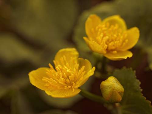 Marsh Marigold Golden Flowers Spring Vintage