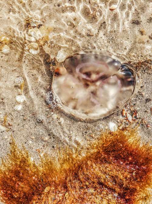 Medusa Sea Marine Transparent Creature Translucent