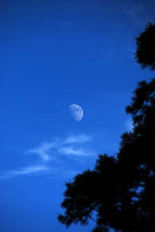 Moon Sky Blue Tree Nature Landscape Trees