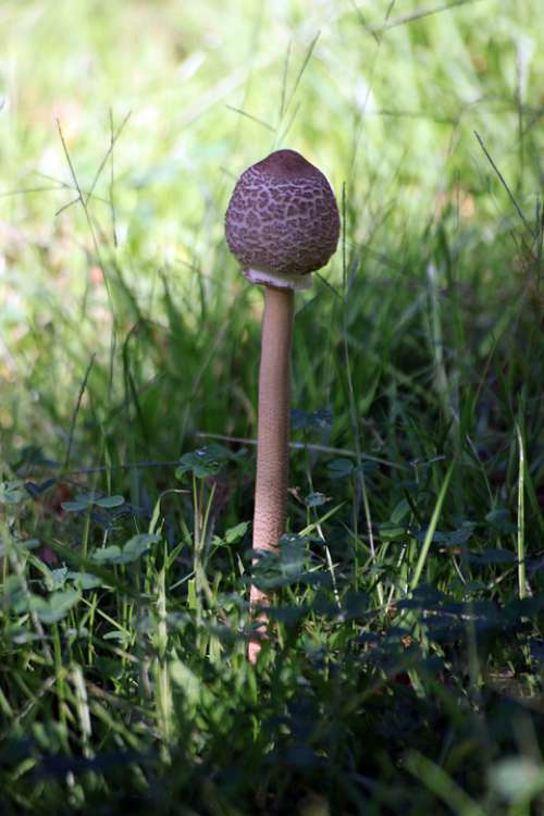 Mushroom Marsh Nature Grass Summer Plants