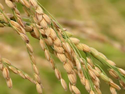 Natural Landscape Plant Food Rice Ear Of Rice