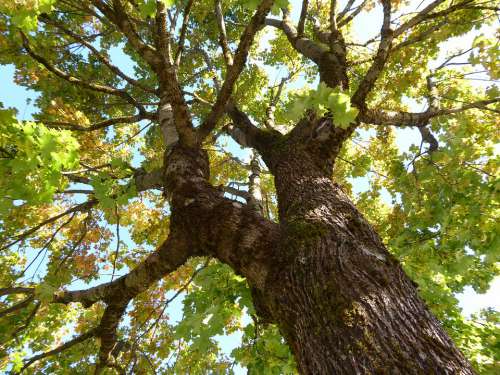 Nature Landscape Tree Crown Oak Tribe Bark