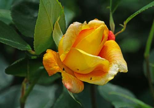 Nature Plant Flower Rose