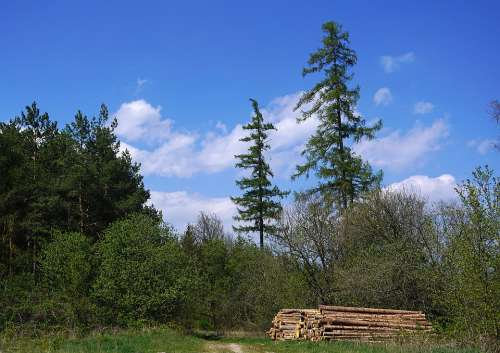 Nature Landscape Forest Trees