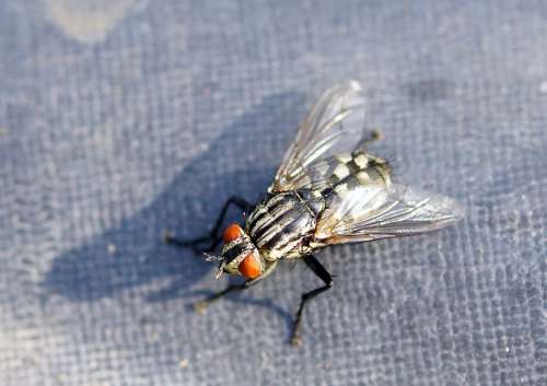 Nature Insect Fly Kuklice Vřetenušková Macro