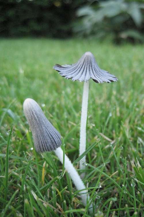 Nature Mushrooms Narrow Grey