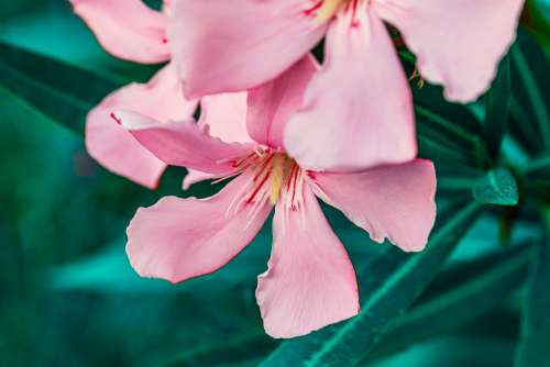 Oleander Pink Green Flower Flowers Garden Summer