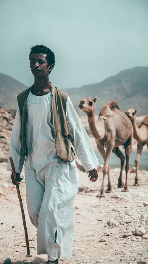 Oman Salalah Str Camel Incense Arabia Desert Dry