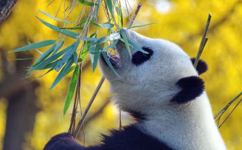 Panda Bear Mammal China Threatened Zoo Bamboo