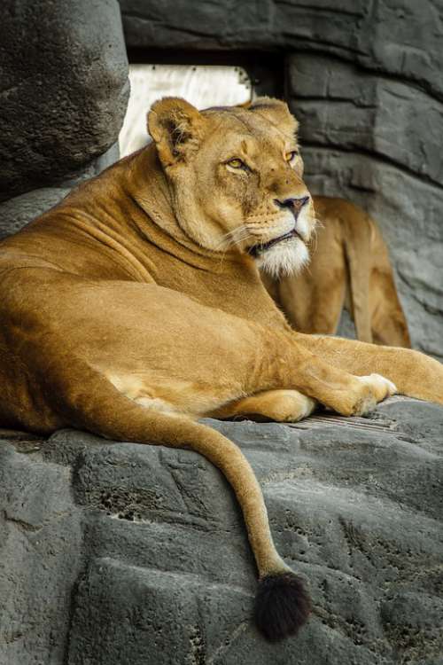 Panthera Leo Lion Lioness Female Zoo Hagenbeck