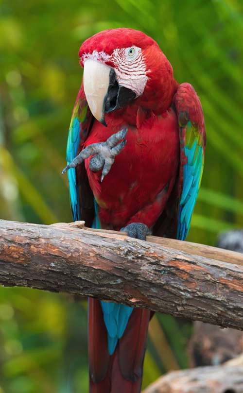 Parrot Bird Colors Tropical Animal Beak Domestic