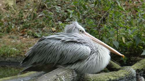 Pelikan Animal Bird Nature Bill Water Bird