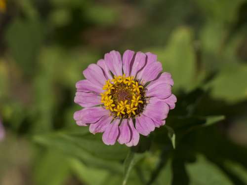 Petals Flower Nature Garden Blooming Macro