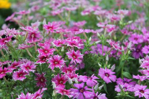 Phlox Star Phlox Flowers Dream Garden Pink Nature