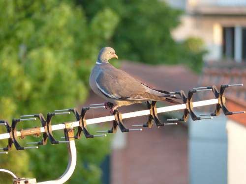 Pigeon Bird Animals Antenna Roof House
