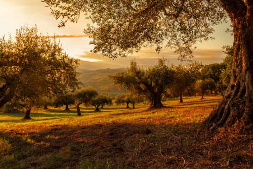 Plantation Sunset Nature Plants Landscape Olives