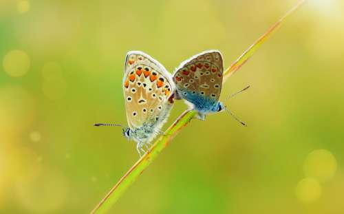 Polyommatus Icarus Insects Butterfly Day Copulation