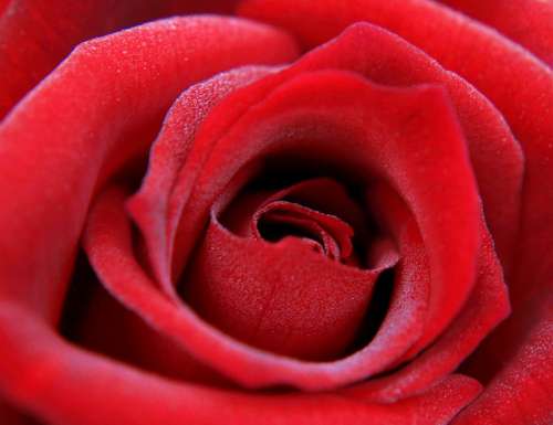 Red Rose Rose Feeling Passion Flower Rose Blooms