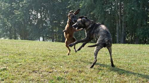Ridgeback Hanoverian Scenthound Hs Dogs Morning