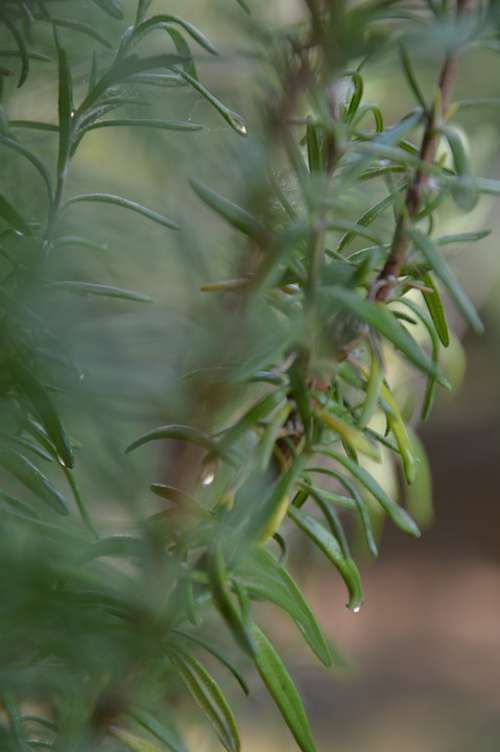 Rosemary Drops Bush Garden Green Wet Water Drip
