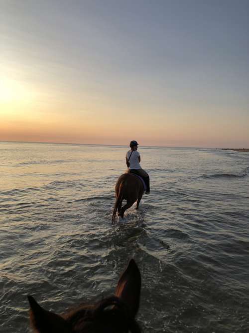 Sea Horse Ride Beach Sunset Coast Water Freedom