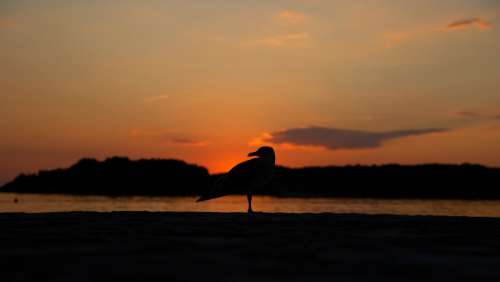 Seagull Ocean Bird Sunset Animal