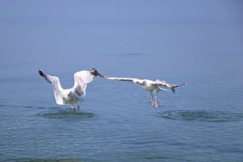 Seagull Gulls Bird Wing Sea Flying Sky Nature