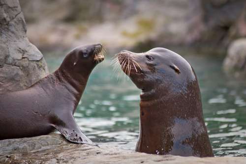 Seal Sea Lion Robbe Meeresbewohner Water