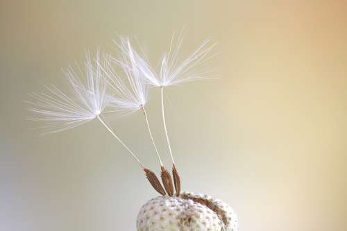 Seeds Macro Dandelion Close Up Color Spring