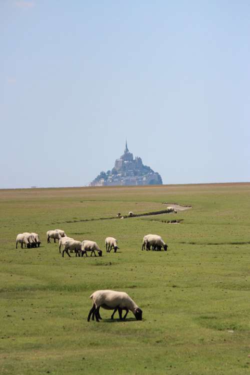 Sheep France Animal Field Landscape Livestock
