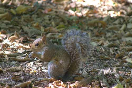 Squirrel Eat Rodent Nature Forest Hairy