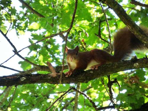 Squirrel Animal Rodents Nature Mammals Cute Fur