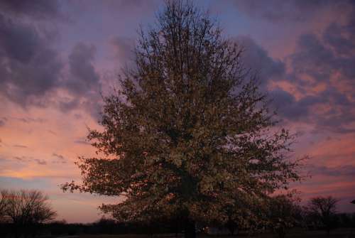 Storm Sunset Sky Clouds Nature Summer Oak Tree