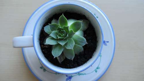 Succulent Cup Plant Creative