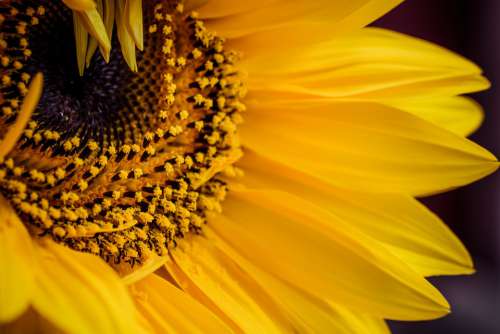 Sunflower Yellow Sun Flower Summer Luck Bloom