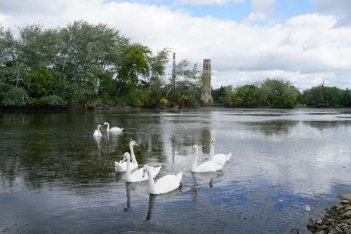 Swans Swan Belle Isle Detroit Water Nature Lake