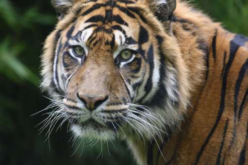 Tiger Predators Carnivores Whiskers Zoo