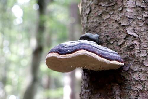 Tree Fungus Mushroom Wood Fungus Baumschwamm Tribe