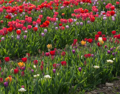 Tulips Red Flowers Spring Beautiful